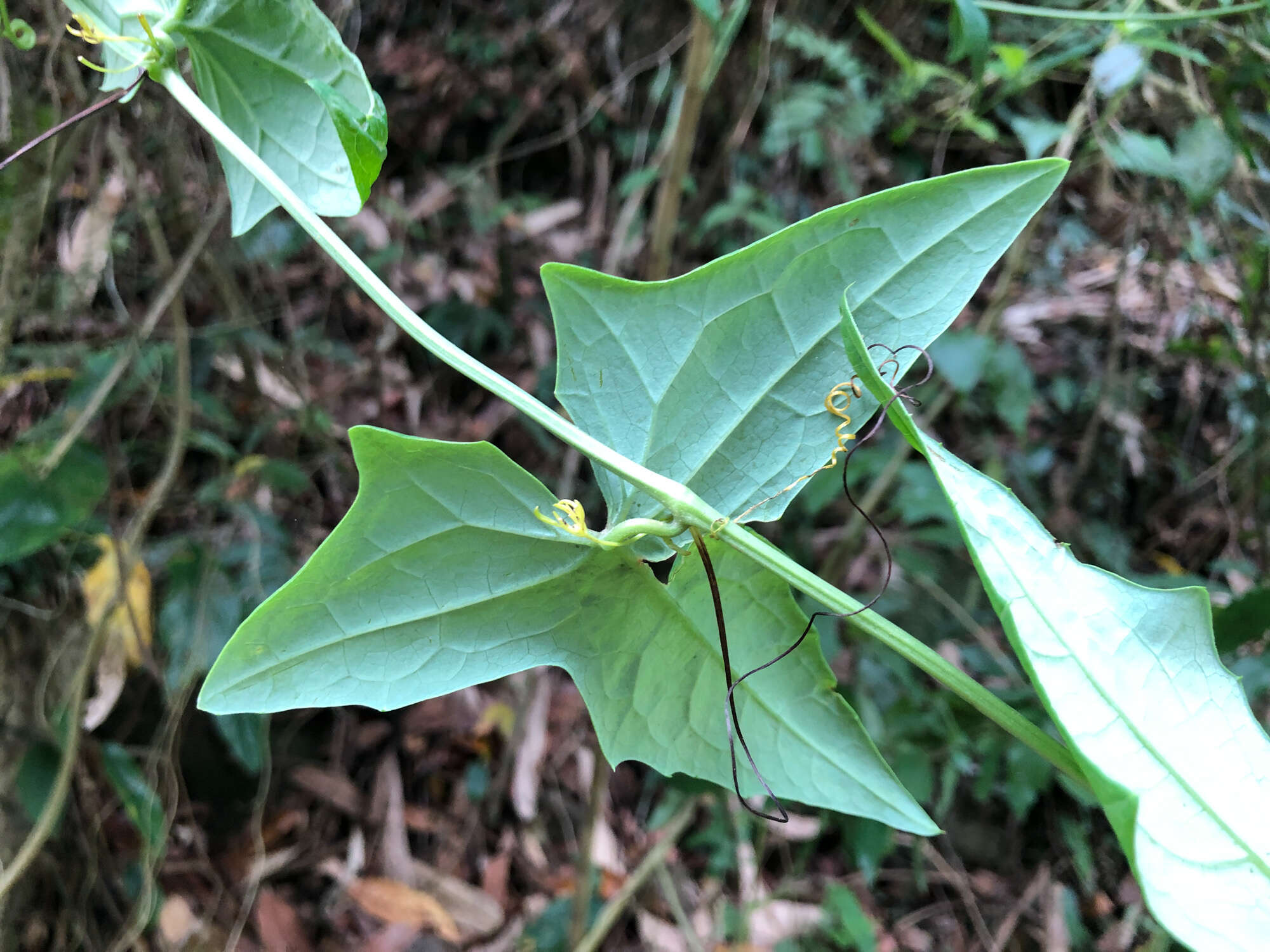 Image of Solena amplexicaulis (Lam.) Gandhi ex Saldanha & Nicolson