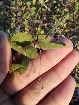 Image of Bursera epinnata (Rose) Engl.