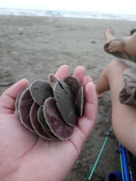 Image of Sand dollar