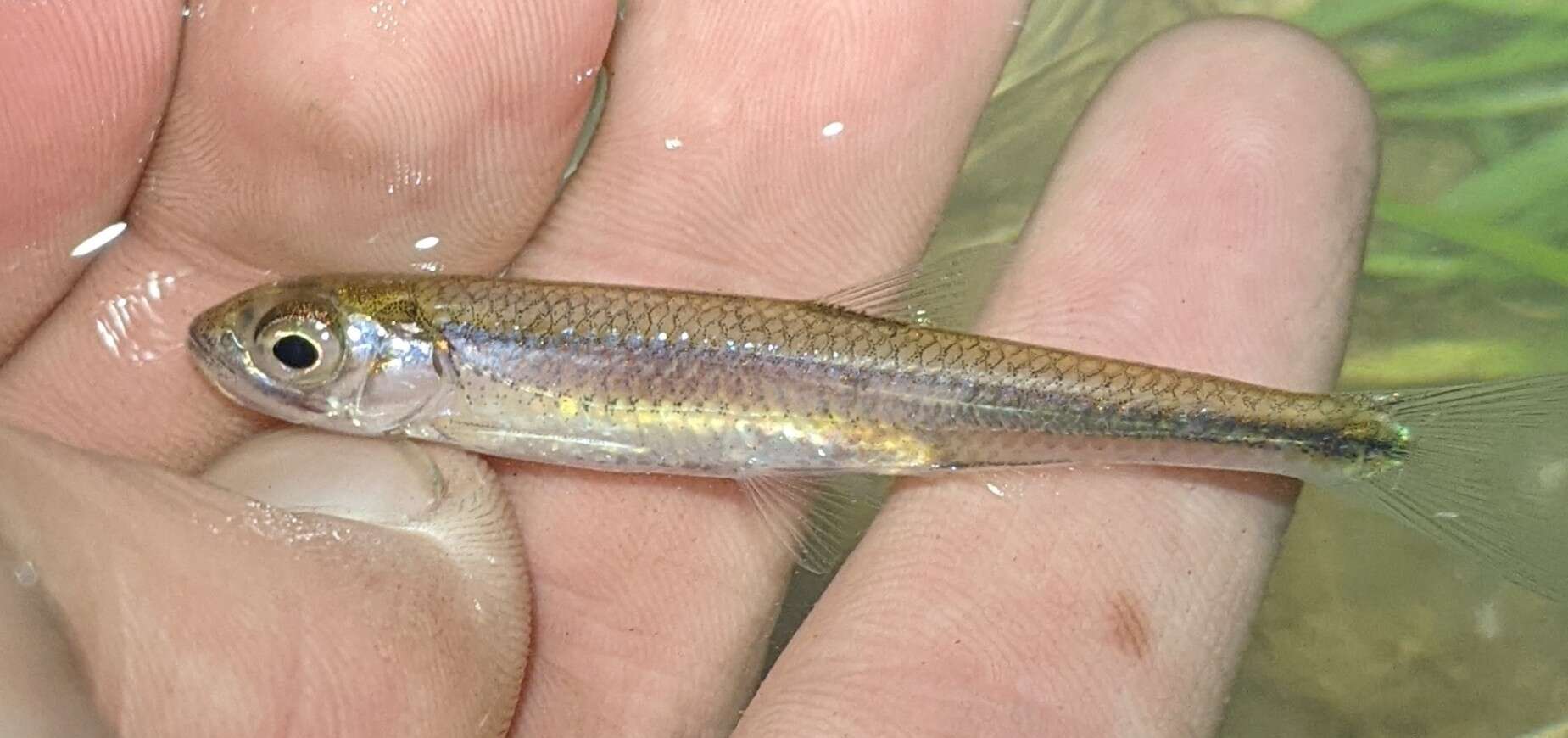 Image of Silver Shiner