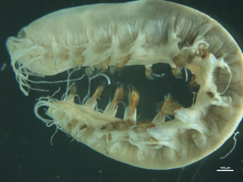 Image of Leocrates