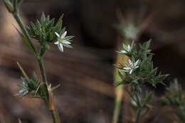 صورة Minuartia decipiens (Fenzl) Bornm.