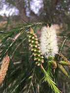 Image de Melaleuca armillaris (Gaertner) Smith