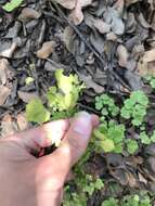 Image of Adiantum chilense var. sulphureum (Kaulf.) Giudice