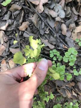 Image of Adiantum chilense var. sulphureum (Kaulf.) Giudice