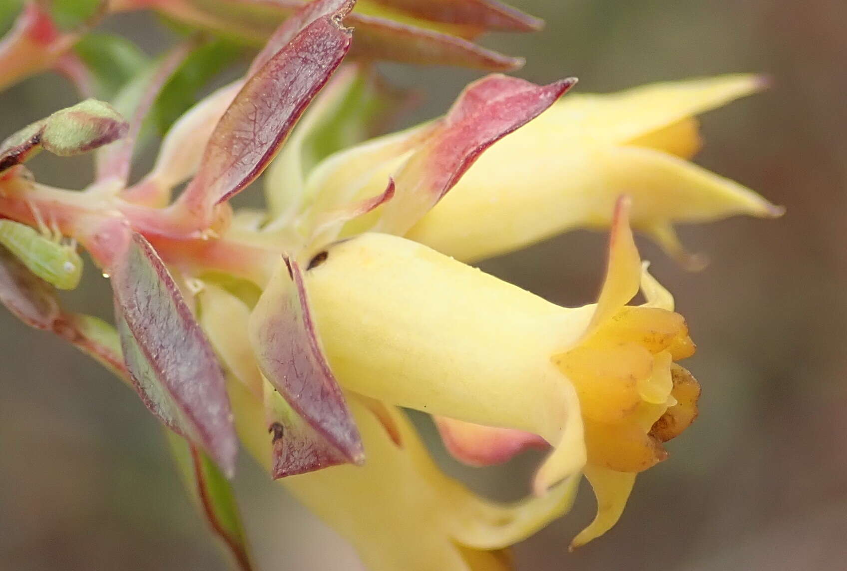 Image of Penaea acutifolia A. Juss.