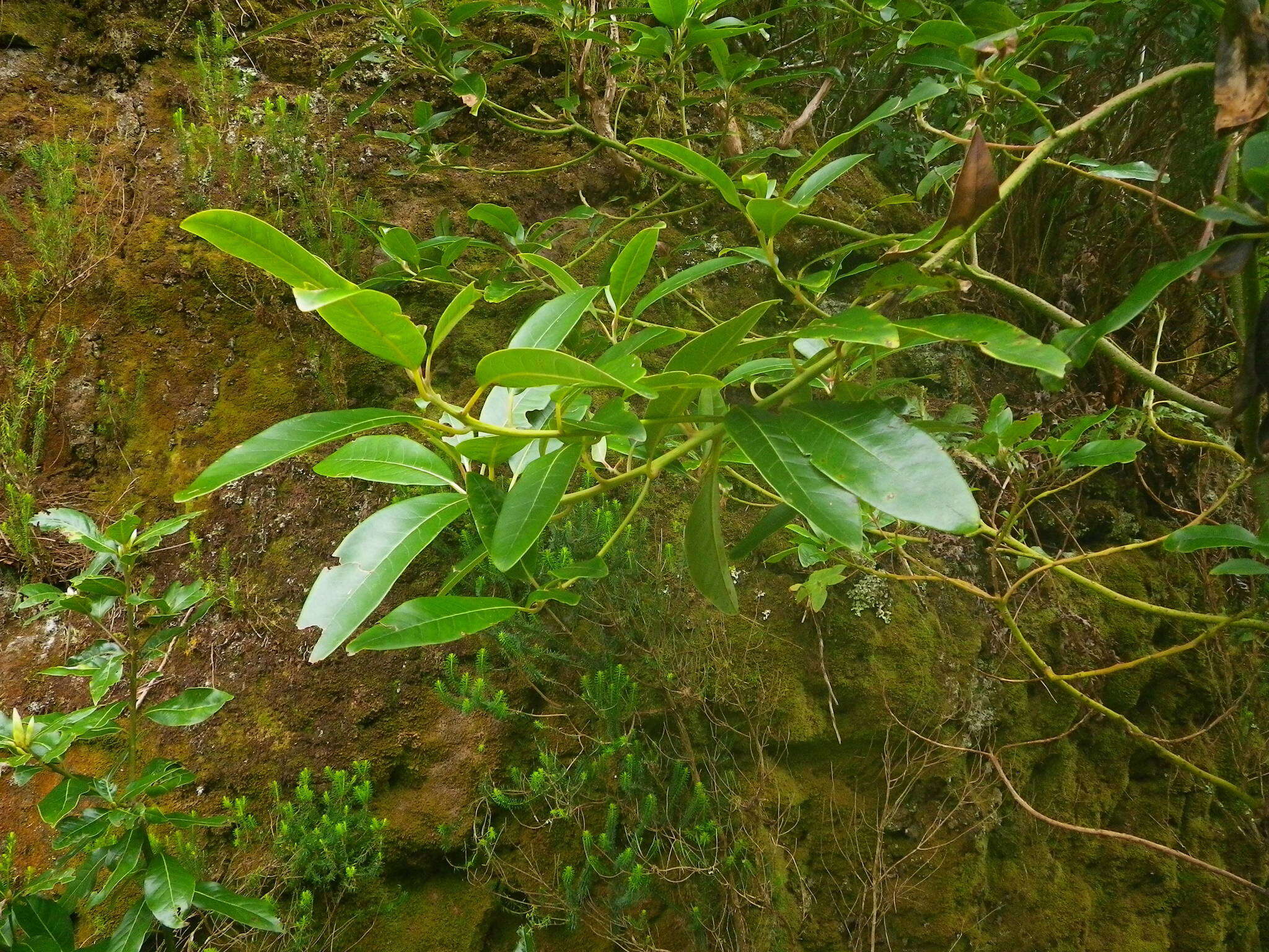 Слика од Phoebe indica (L.) Pax