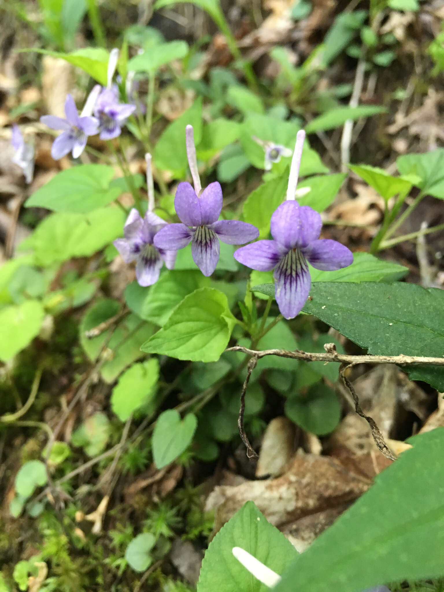 Imagem de Viola rostrata Pursh