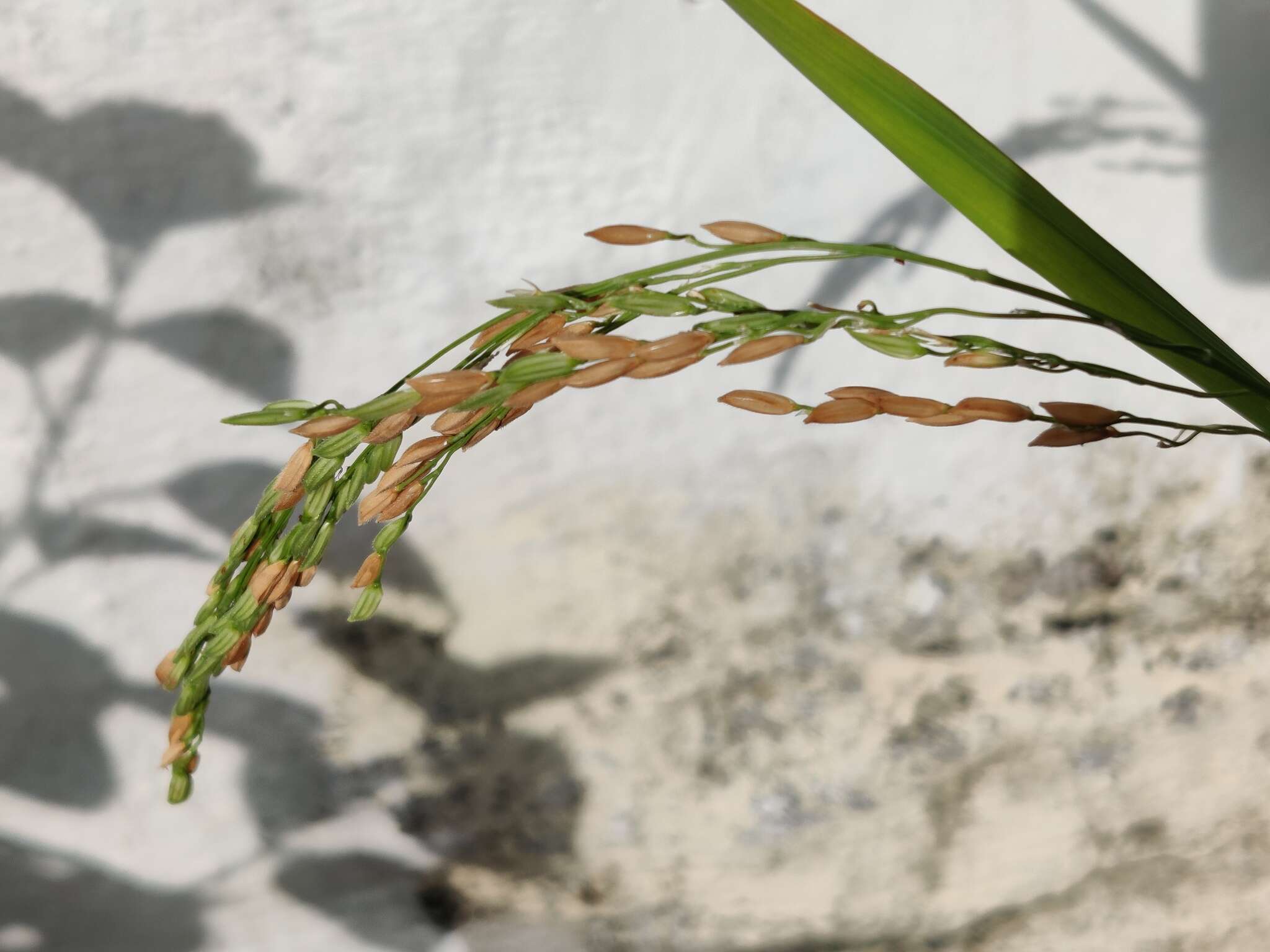 Image of rice