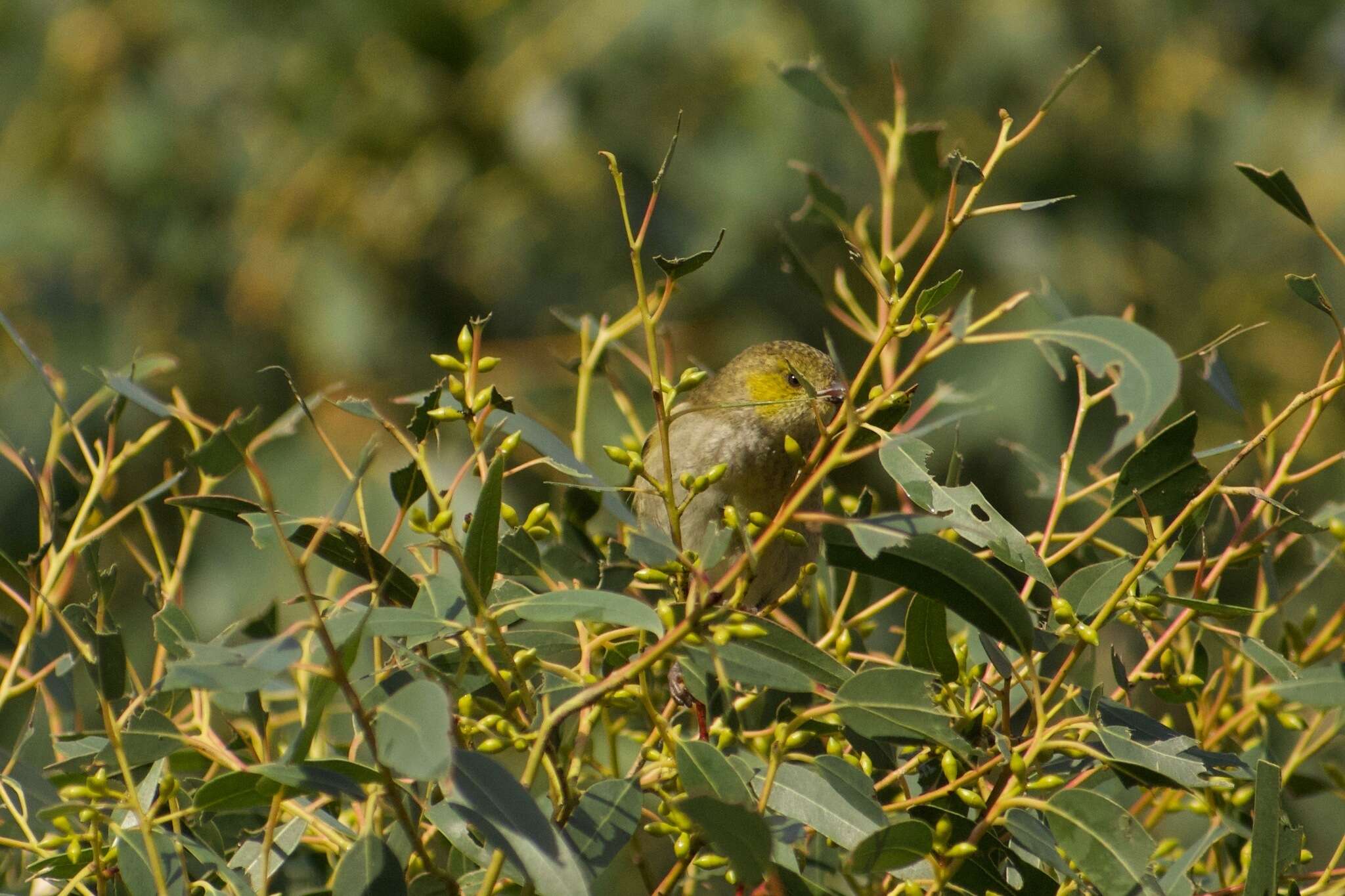 Image of Forty-spotted Pardalote