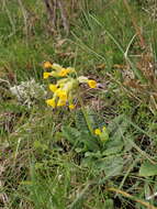 Image of Primula veris subsp. veris