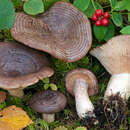 Image of Lactarius subcircellatus Kühner 1975