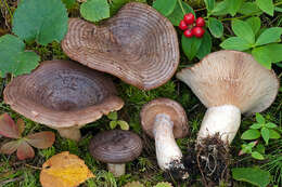 Image of Lactarius subcircellatus Kühner 1975