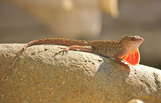 Image of Anolis sagrei sagrei Duméril & Bibron 1837