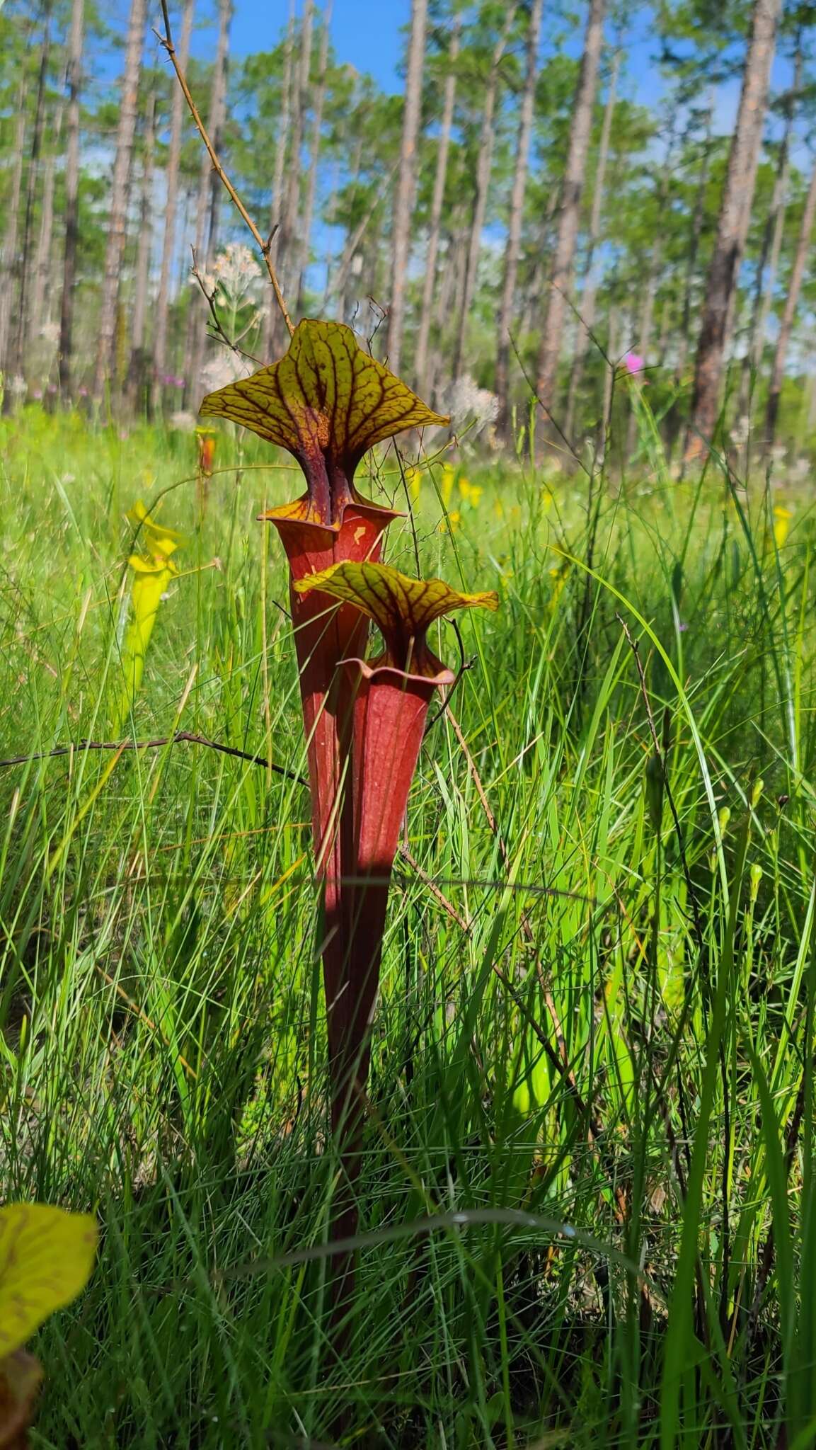 Image of <i>Sarracenia flava</i> var. <i>rubricorpora</i>