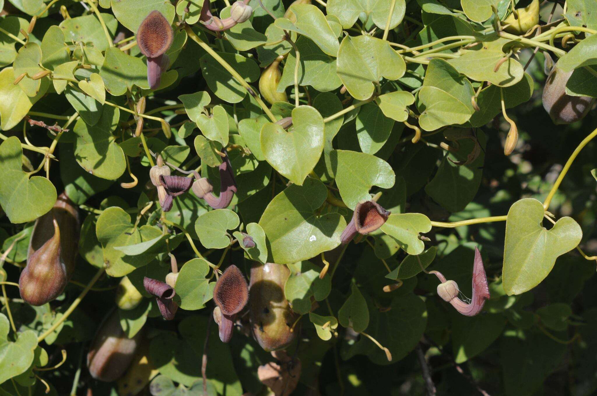 Image de Aristolochia baetica L.