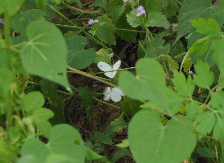 Image of <i>Leptosia nina niobe</i>