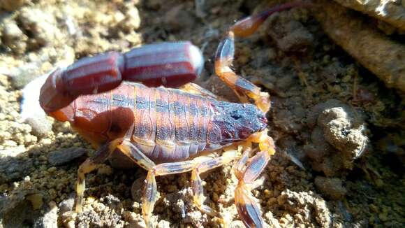 Tityus fasciolatus Pessôa 1935 resmi