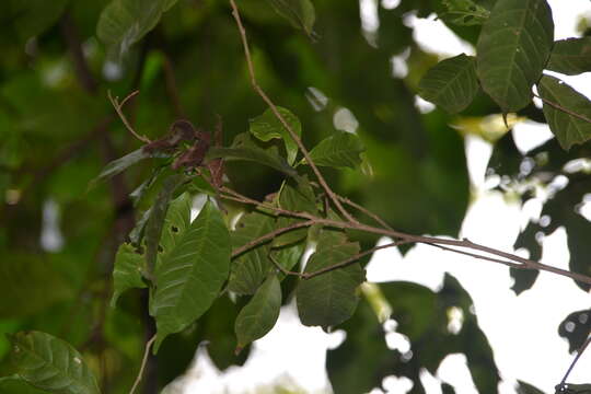 Image of Sorocea affinis Hemsl.