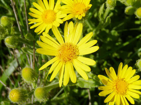 Image of Senecio selloi (Spreng.) DC.