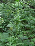 Image of Eleutherospermum cicutarium (M. Bieb.) Boiss.