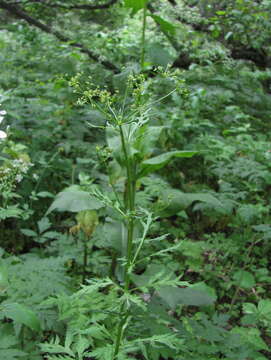 Image of Eleutherospermum