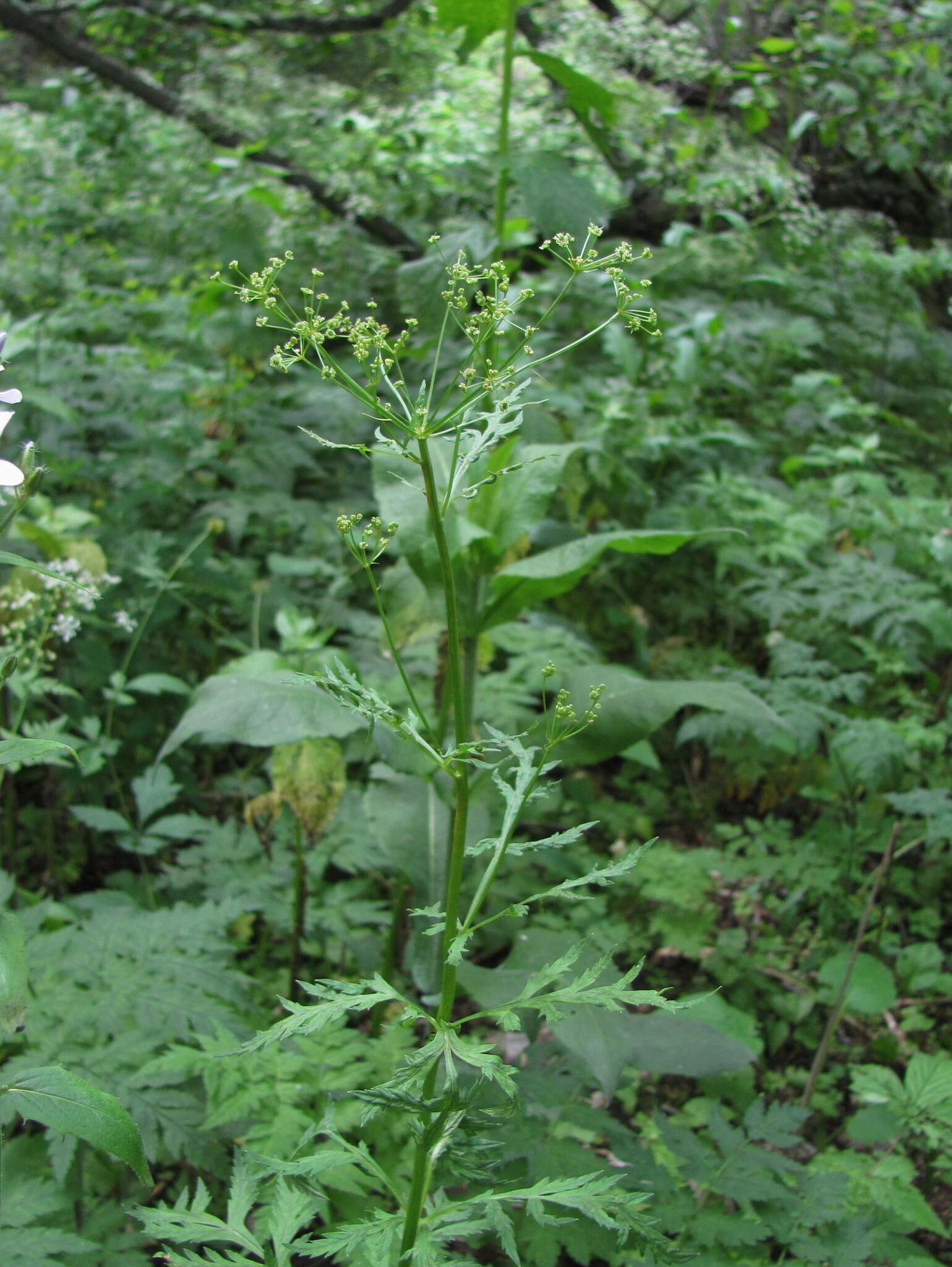 Image of Eleutherospermum cicutarium (M. Bieb.) Boiss.