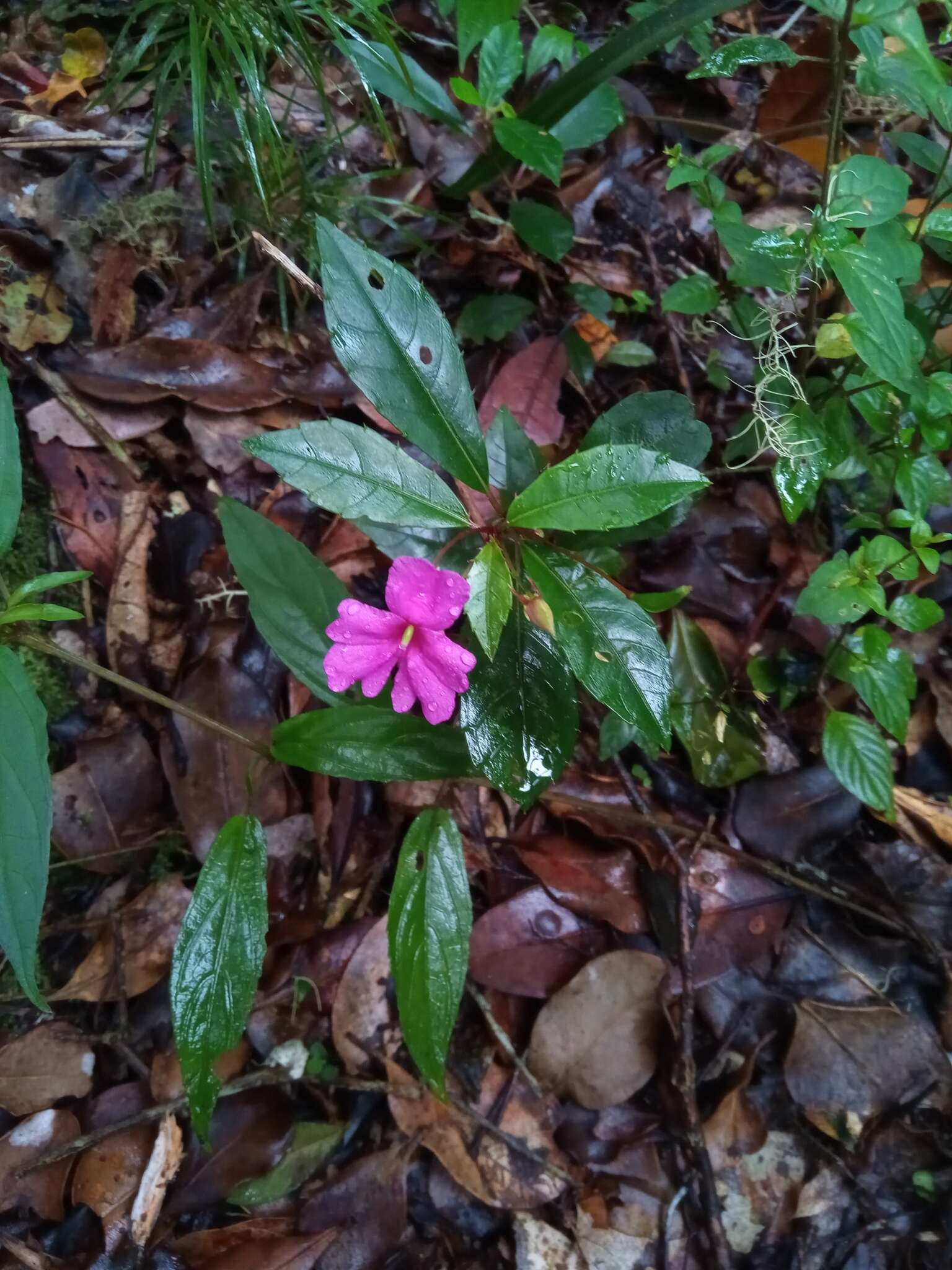 Imagem de Impatiens firmula Baker