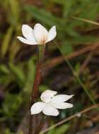 Image of Caladenia lyallii Hook. fil.