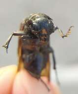 Image of Nicrophorus (Nicrophorus) germanicus (Linnaeus 1758)