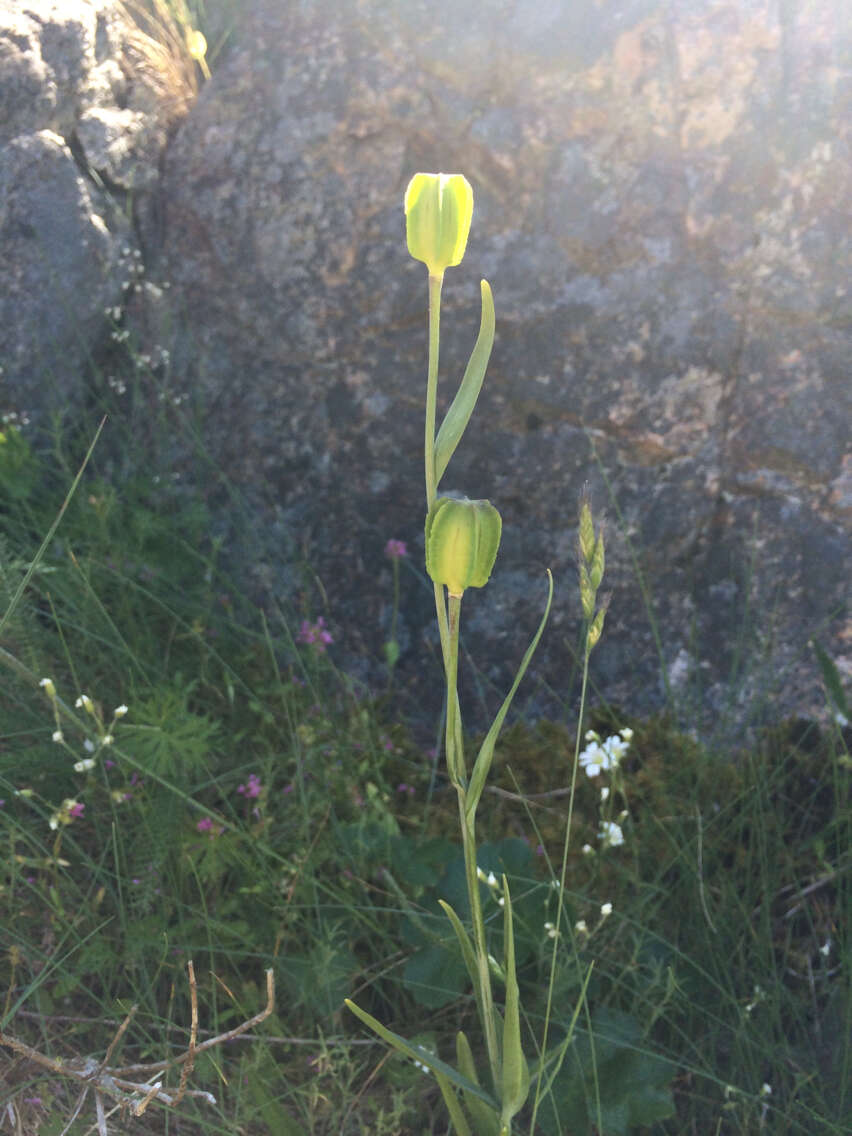 Image of checker lily