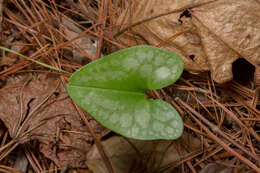 Image of Hexastylis arifolia var. arifolia