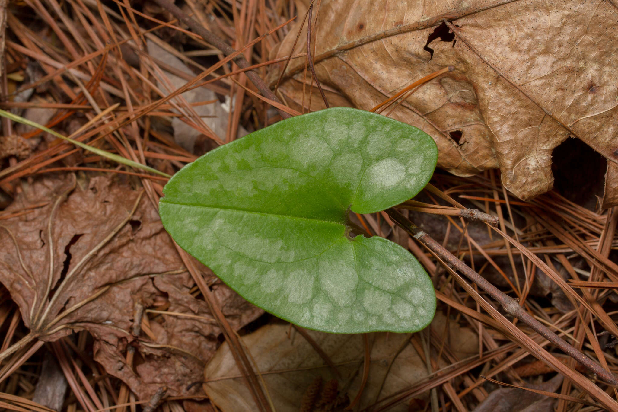 Image of Hexastylis arifolia var. arifolia