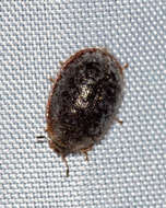 Image of <i>Thymalus marginicollis</i>