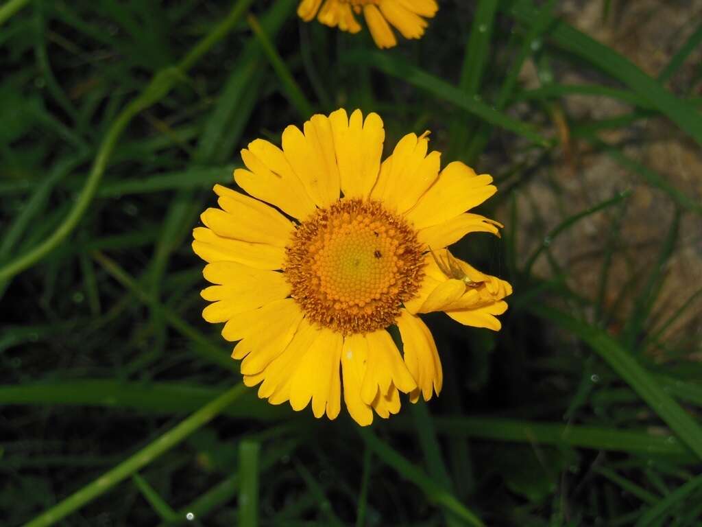 Plancia ëd Helenium scorzonerifolium (DC.) A. Gray