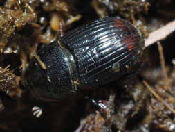 Image of Otophorus