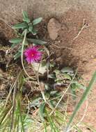 Image of Delosperma saturatum L. Bol.