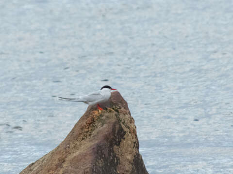 Image of South American Tern