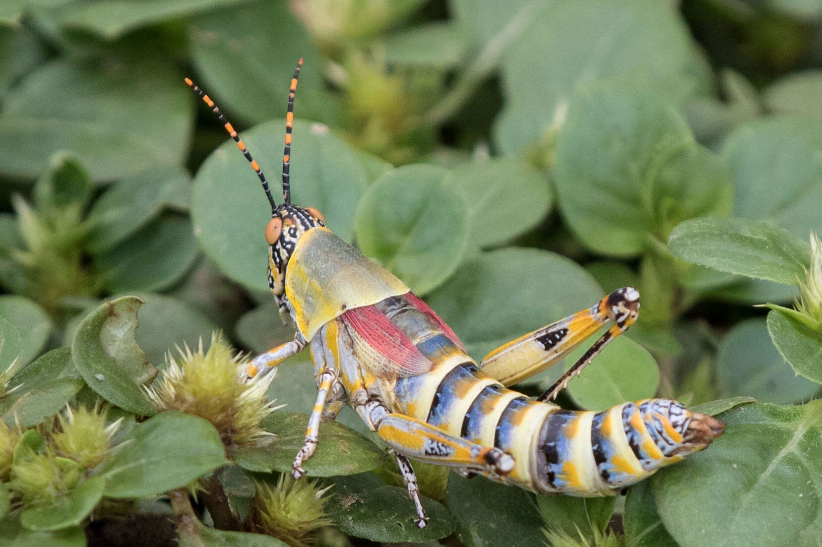 صورة Zonocerus elegans (Thunberg 1815)