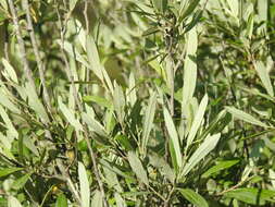 Image of Salix salviifolia Brot.