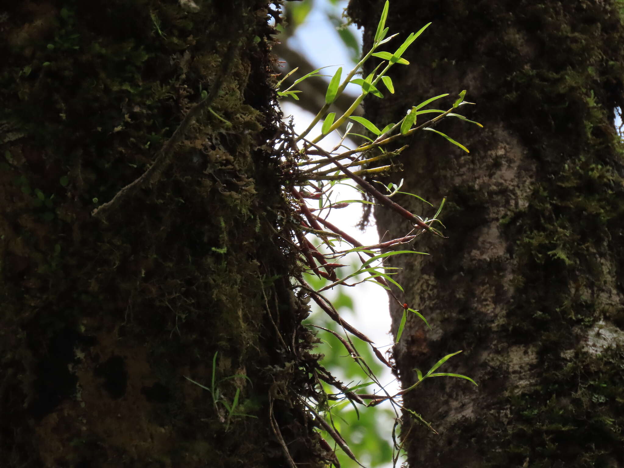 Imagem de Dendrobium falconeri Hook.