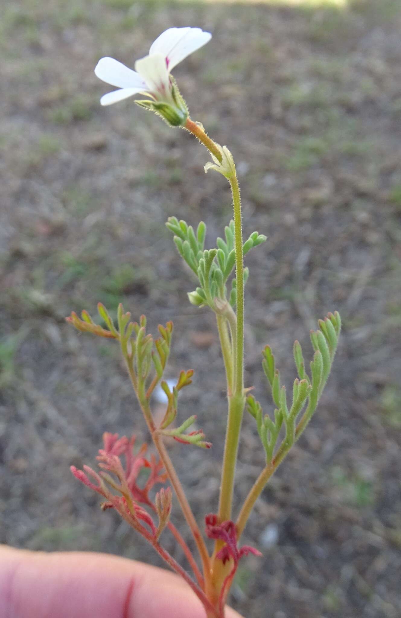 Image of Pelargonium senecioides L'Her.