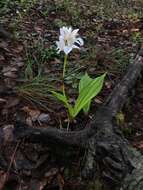 Image of Govenia liliacea (Lex.) Lindl.