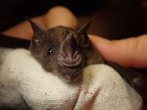 Image of Lesser Spear-nosed Bat