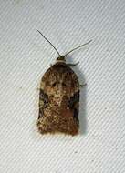 Image of Acleris braunana McDunnough 1934