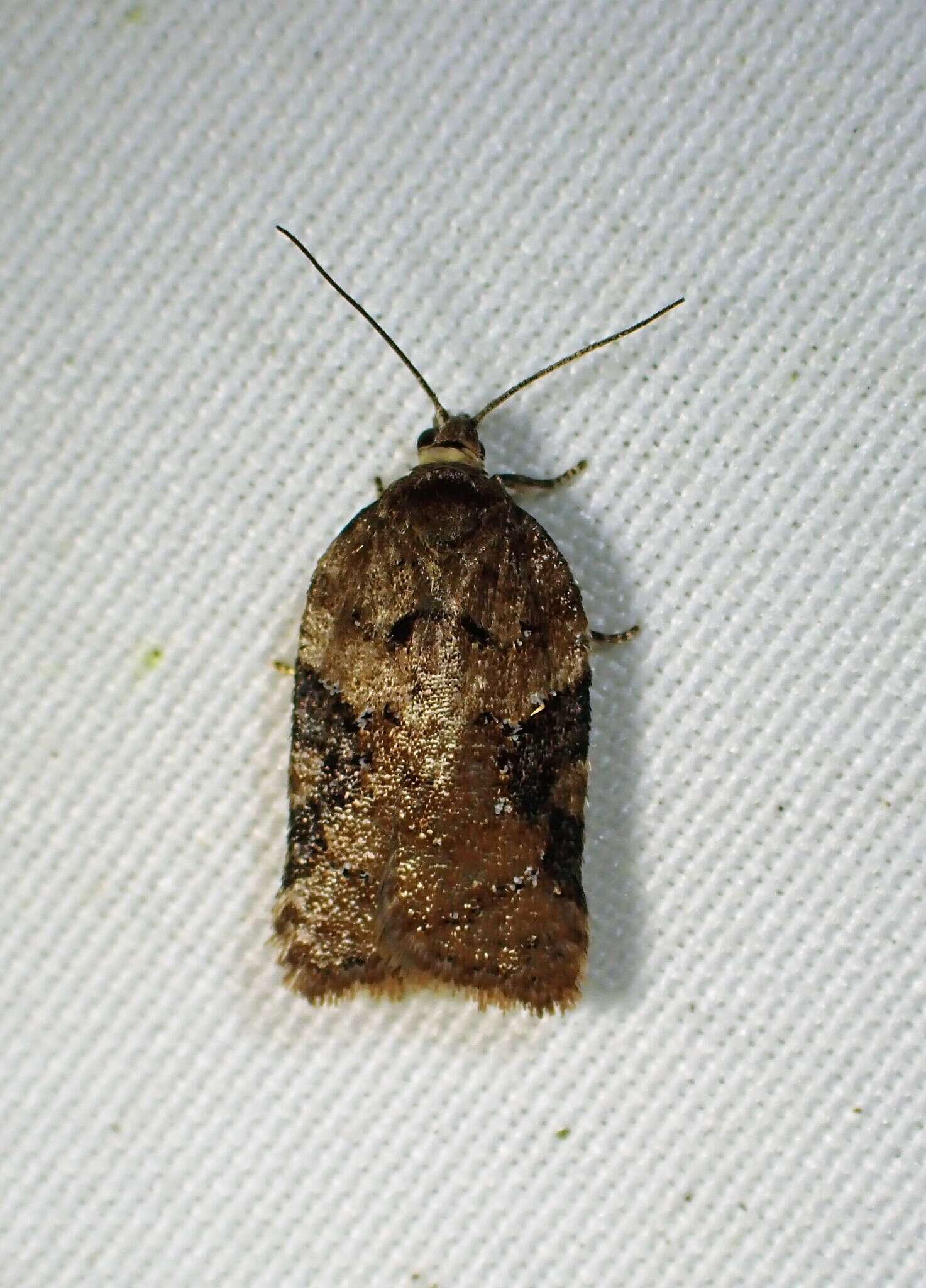 Image of Acleris braunana McDunnough 1934