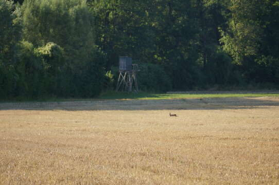 Image of brown hare, european hare