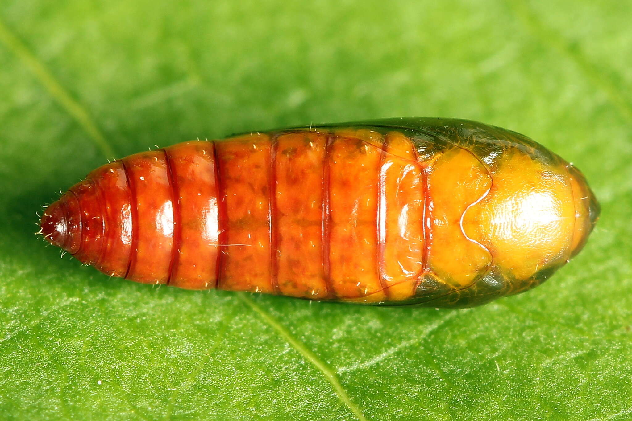 Image of Agonopterix heracliana Linnaeus 1758