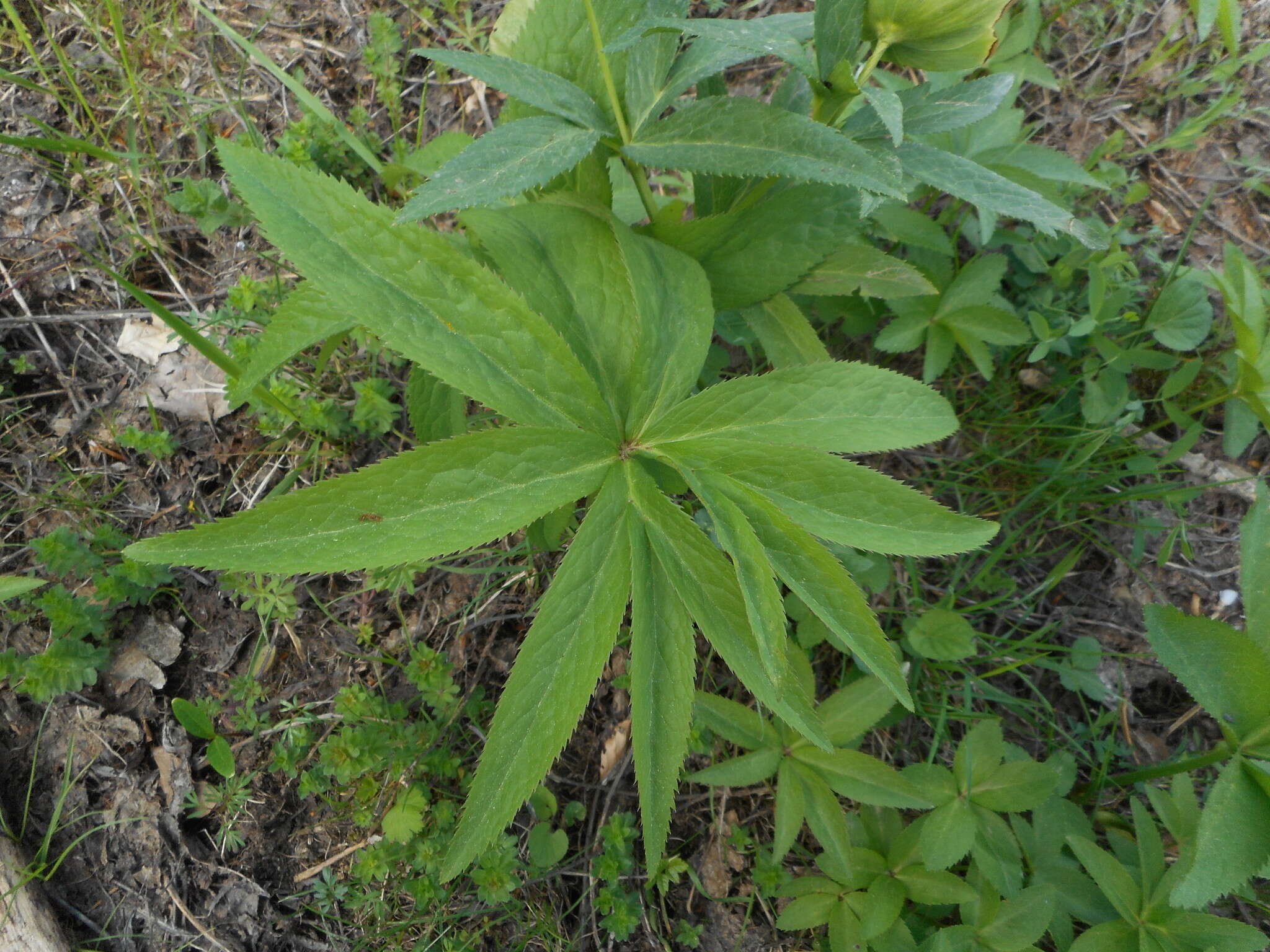 Image of Green Hellebore