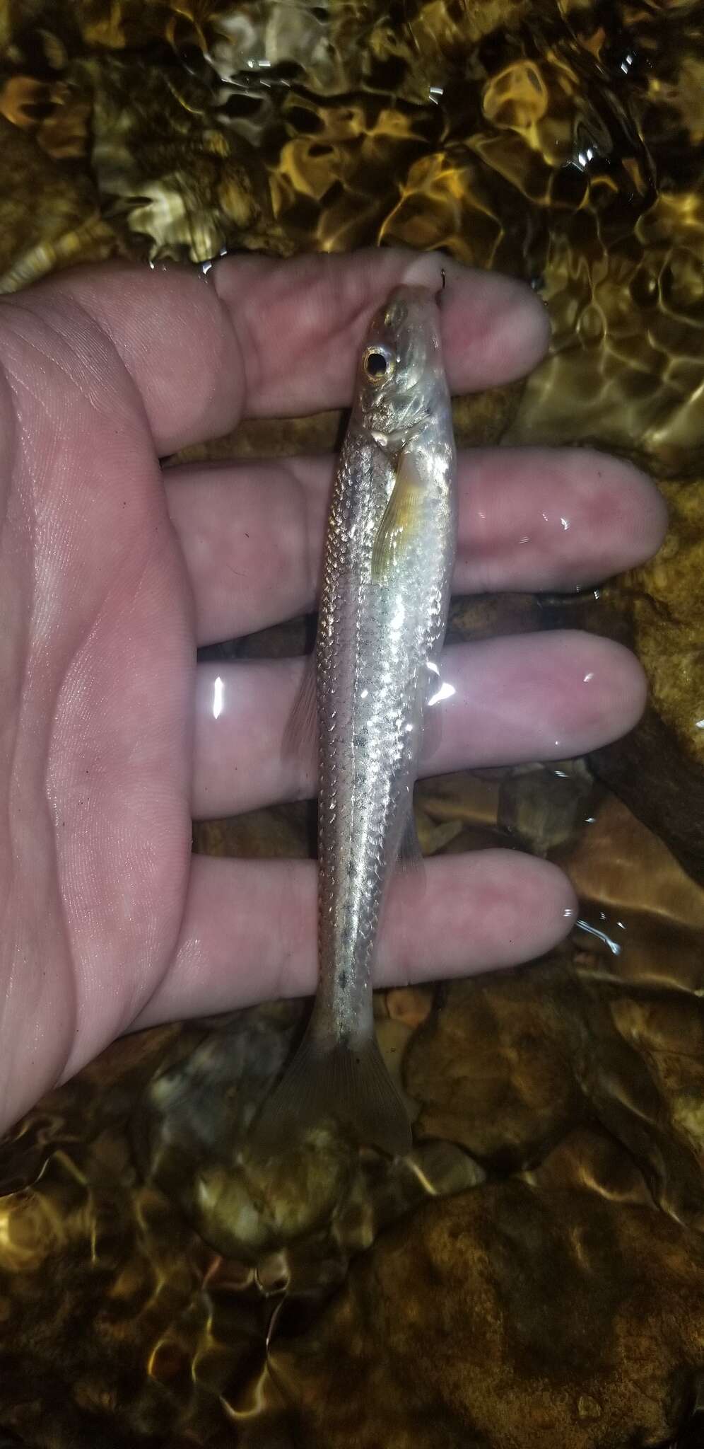 Image of Ozark chub